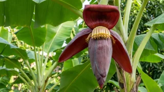 How to eat banana flowers